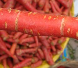 Health Effects Of Eating Rotten Carrot 